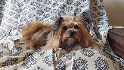 Shih Tzu and Pomeranian mix — the Shiranian.