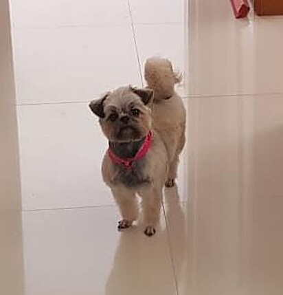 Lilica, Paçoca’s mother, is a Shih Tzu.