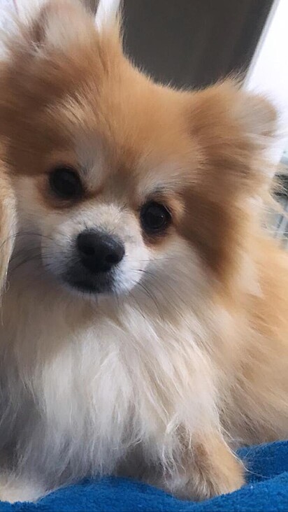Alfredo, Paçoca’s brother. 