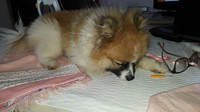 Thor, Paçoca’s dad, is a Pomeranian.