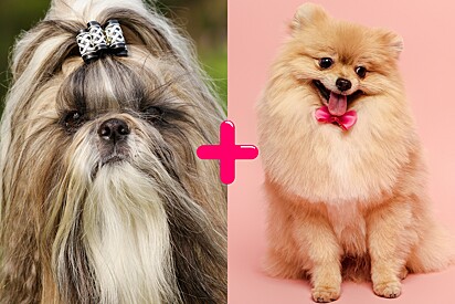 Check out what a mix between a Pomeranian and a Shih Tzu looks like — the Shiranian.