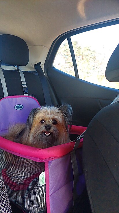 Shih Tzu and Pomeranian mix — the Shiranian mutt. 