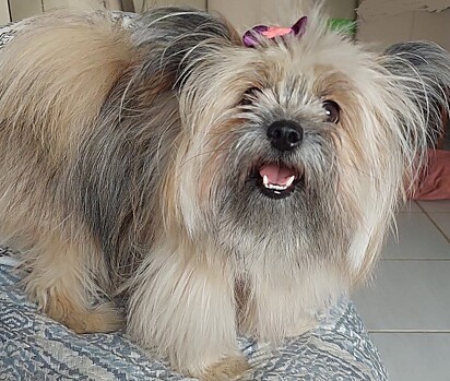 The three-year-old dog is adorable! 
