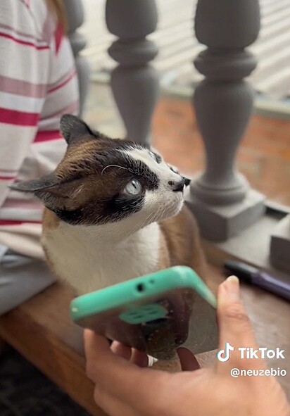 Meg listening to her late owner’s voice on a cell phone. 