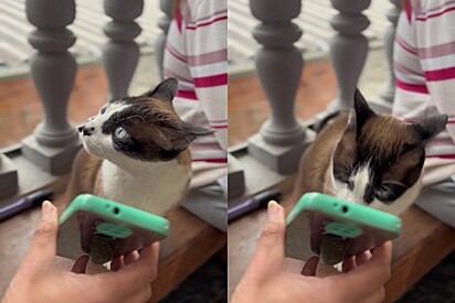 Cat has a touching reaction upon seeing photos and videos of his owner, who passed away five years ago. 
