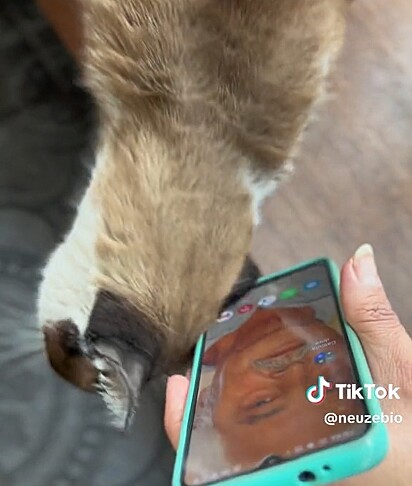 The grieving cat reacted emotionally when he saw photos and heard audio of his owner.