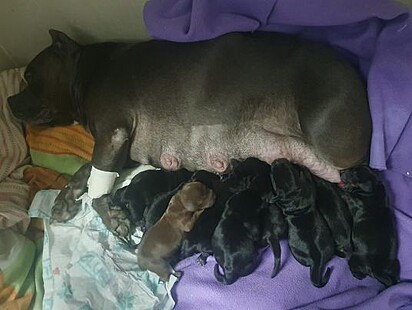 Zara gave birth to nine puppies. 
