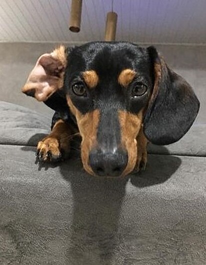 Biscoito is a Dachshund.