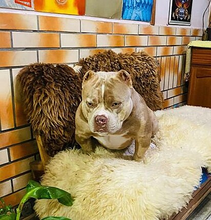 The alleged father Zeus is an American Bully. 