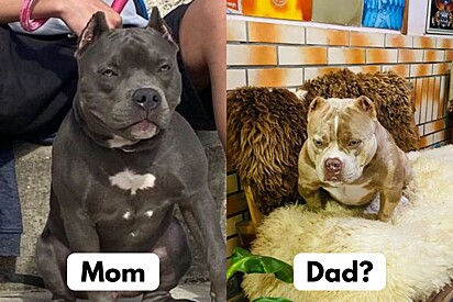 The American Bully (the gray one) next to the supposed dad of the same breed. Did Mom step out?