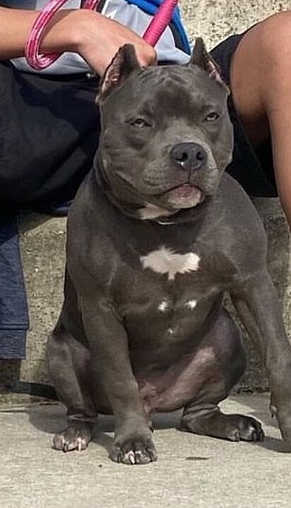 Zara, the American Bully, was pregnant — and apparently had a secret affair her owner didn’t know about.