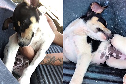 Dog pretends to fall asleep to avoid taking a bath.
