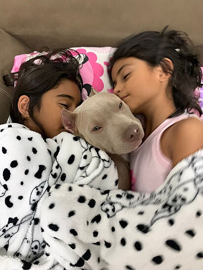 The Pit Bull sleeping next to the family’s children. 