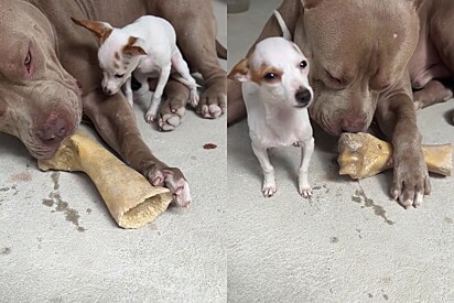 A Pinscher tried to steal the Pit bull’s bone. 