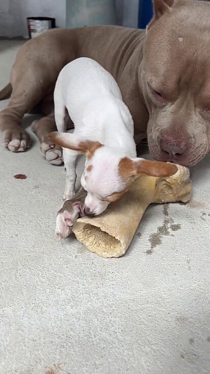 The Pinscher trying to share the bone with the Pit bull.