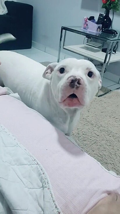 Bruce looked sad and “complained” to his owner.