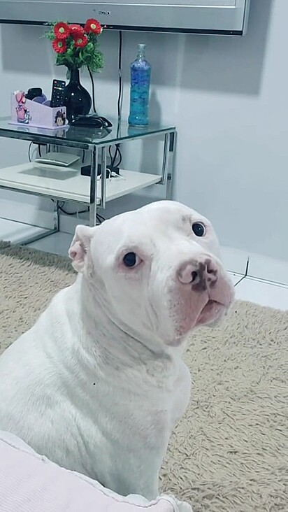 Bruce is a white Pit bull. 
