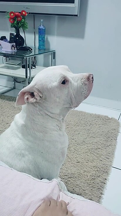 Bruce wanted to go to the opening and put on a cute little drama.