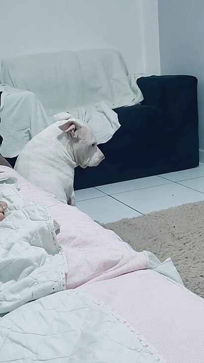 The Pit Bull was left with his head down.