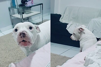 Bruce, a Pit Bull, missed an event because he doesn’t like “certain kinds of dogs.” 
