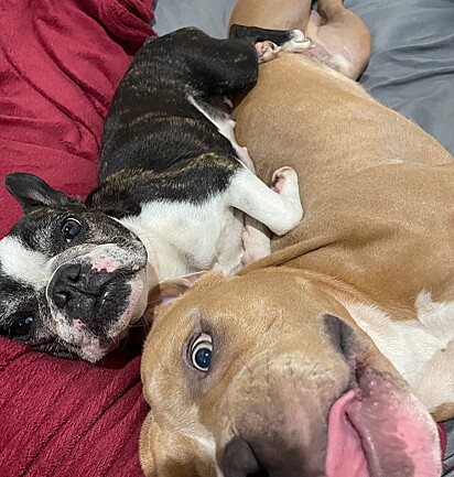 Isadora is a Boston Terrier and Koda is an American Bully.
