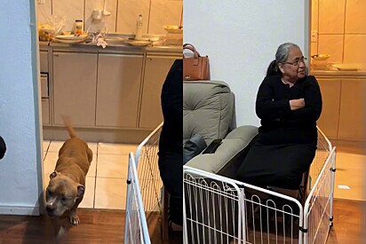 Woman comes up with a clever idea for when she has guests who aren’t big fans of dogs.