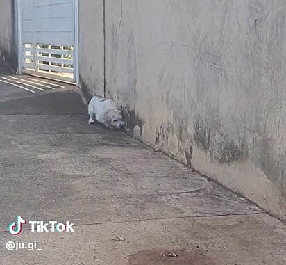 Julhia spotted her dog on the street while she was going to the market. 