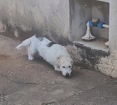 Bela pretending to be invisible to avoid getting scolded. 