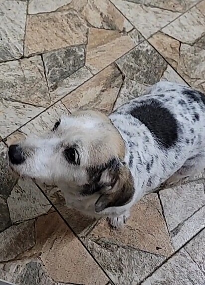 Bela has been part of the family for eight years and is deeply loved by everyone.