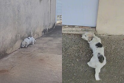 Dog runs away from home and has an adorable reaction when caught by her owner. 