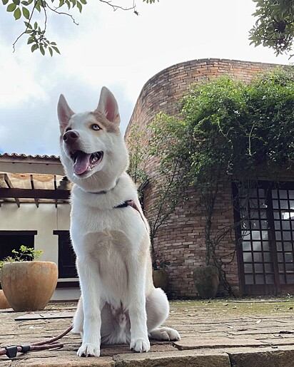Eros is a one-year-and-seven-month-old Siberian Husky. 