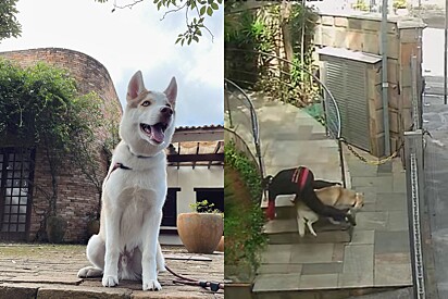 Siberian Husky gets “suspended” from daycare for knocking his handler to the floor.