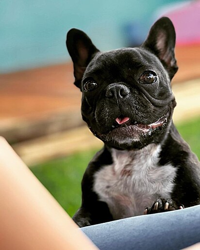 Maggie Verônica, a French Bulldog, was suspended from daycare for 15 days. 