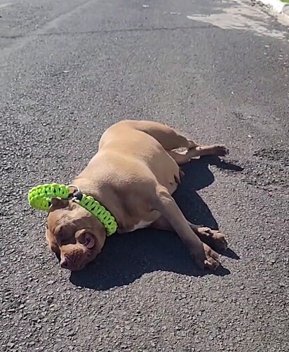 The pitty threw herself on the ground because she didn’t want to walk anymore.