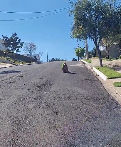Tay watches her human trying to convince her to walk.