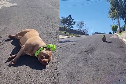 Pit bull flops to the ground in protest, refusing to walk any farther.