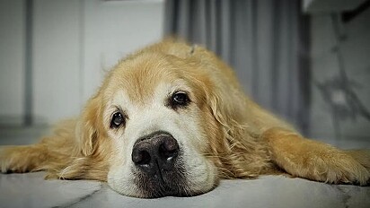 Dom is a six-year-old Golden Retriever. 