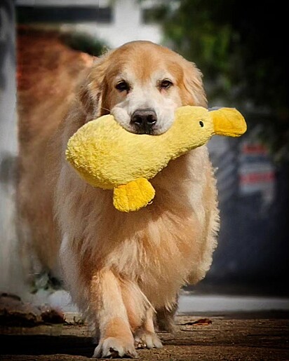 Dom loves toys. 