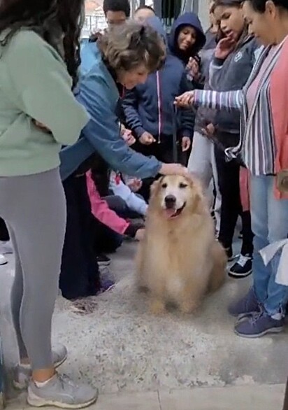 Golden Retriever Steals the Show During School Visit — and Becomes the Star of the Morning!