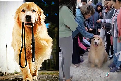 A Golden Retriever breaks into school looking for his human sister — and ends up surrounded by a crowd eager to pet him. 