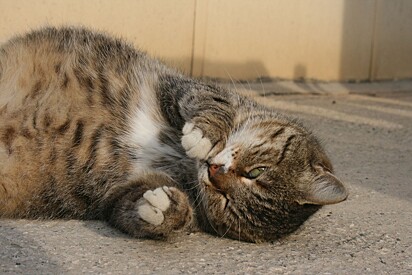 Cats may experience nausea, weakness, and fatigue toward the end of their pregnancy.