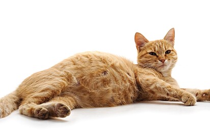 One of the first signs that a cat is pregnant is enlarged nipples. 
