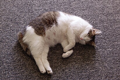 Learn how to tell if your cat is pregnant. 