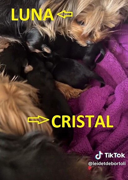 The moment the dog realizes her mother is interfering in raising her puppies.