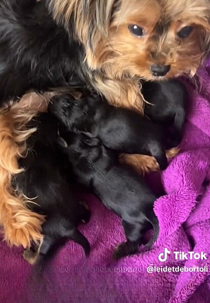 Since the puppies were born, Luna the Yorkshire Terrier has been a devoted grandmother.