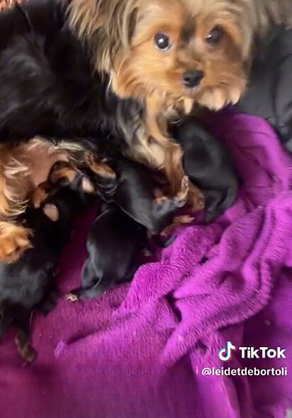 The grandmother dog lying in bed with the puppies.