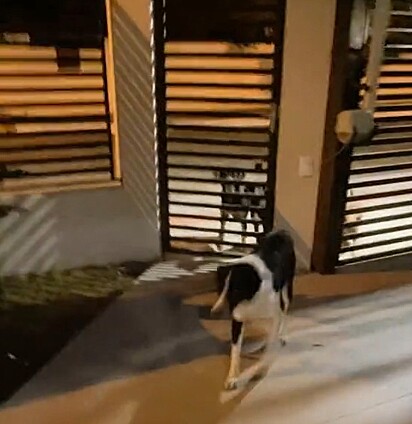 Cavalo waits for Melissa to open the gate.