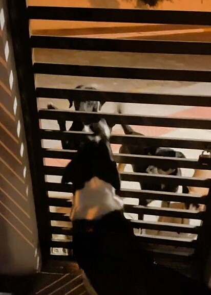 The strays wait for their friend outside his house.