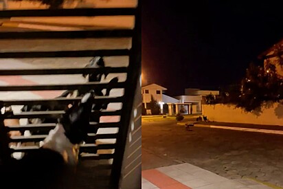 Dogs show up at their friend’s house to extend an irresistible invitation. 