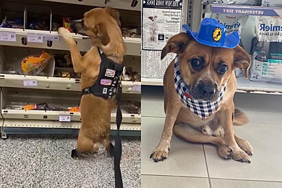 At the pet shop, the blind caramel-colored mutt knows exactly where to find his favorite products — and he carries them to the cashier himself. 